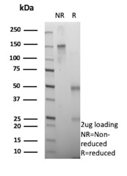 TNFRSF9 Antibody