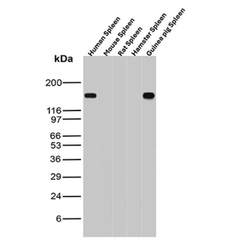 ITGAM Antibody