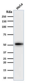 KRT7 Antibody