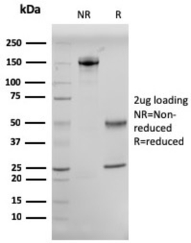 MME Antibody