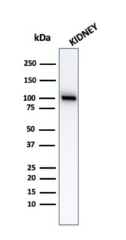MME Antibody
