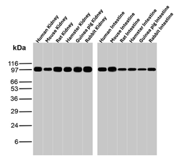 MME Antibody