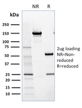 NRF1 Antibody