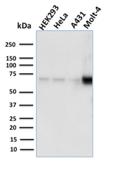 NRF1 Antibody