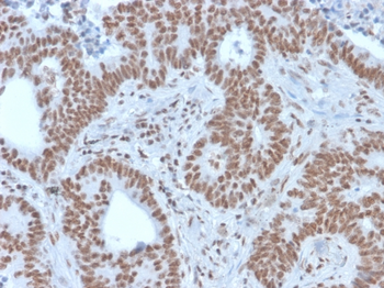 NRF1 Antibody