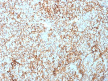 NT5E Antibody