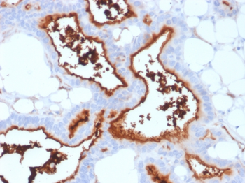 NT5E Antibody