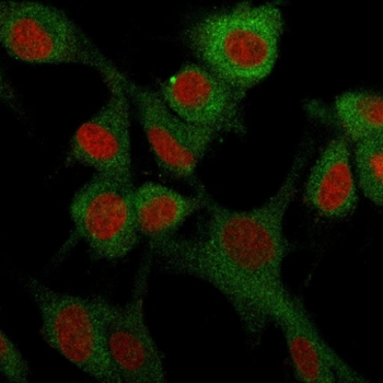 NT5E Antibody