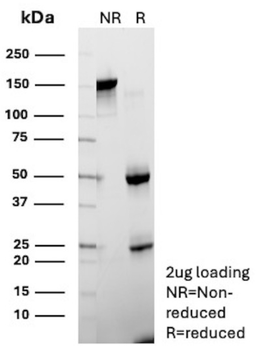 NT5E Antibody