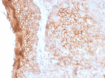 NT5E Antibody