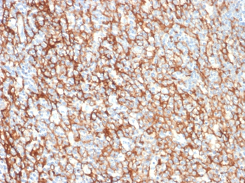NT5E Antibody