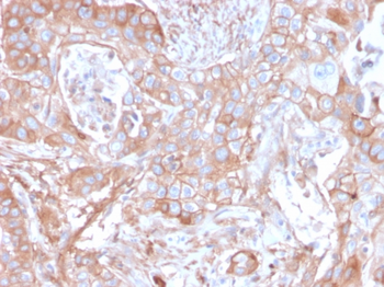 NT5E Antibody