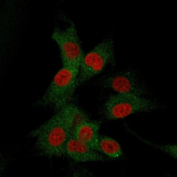 NT5E Antibody