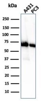 NT5E Antibody
