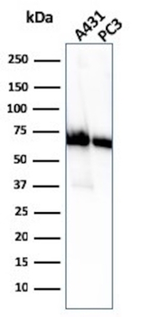 NT5E Antibody