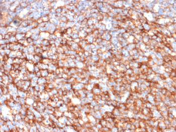 NT5E Antibody