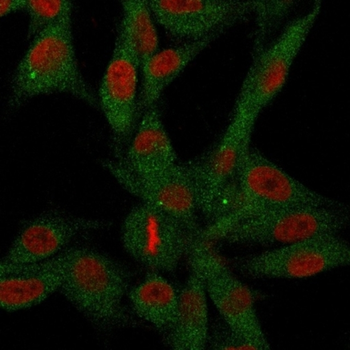 NT5E Antibody