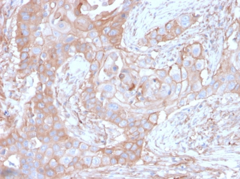 NT5E Antibody