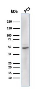 ODC1 Antibody
