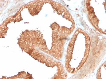 ODC1 Antibody