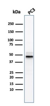 ODC1 Antibody