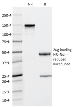 TPSAB1 Antibody