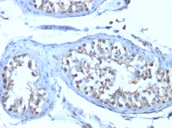 VTCN1 Antibody