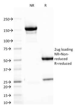 VTCN1 Antibody