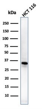 VTCN1 Antibody
