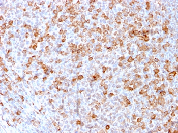CD3E Antibody