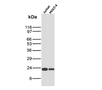CD3E Antibody