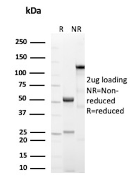 CD3E Antibody