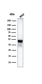 MS4A1 Antibody