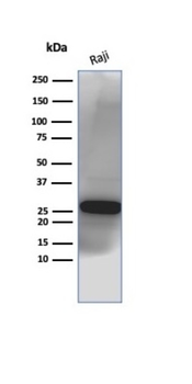 MS4A1 Antibody