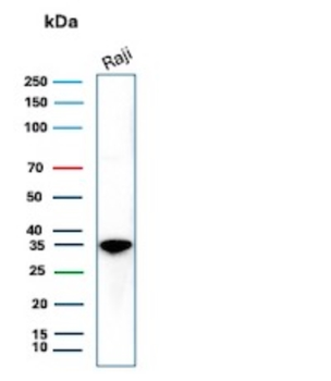 MS4A1 Antibody