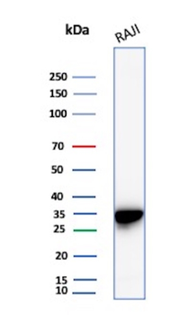 MS4A1 Antibody
