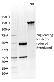 ATG5 Antibody