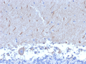 ATG5 Antibody