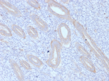 ATG5 Antibody