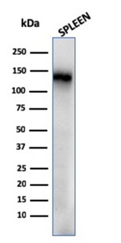 CD68 Antibody