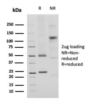 CD74 Antibody