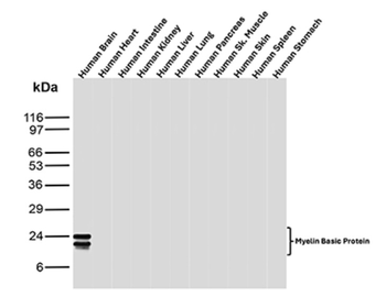 MBP Antibody