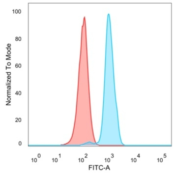 RBM8A Antibody