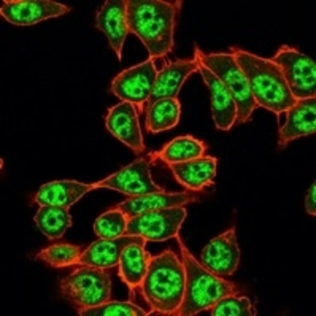 RBM8A Antibody