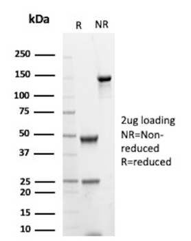 RBM8A Antibody
