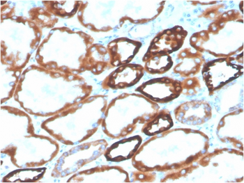 CDH16 Antibody (Biotin)