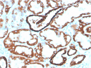 CDH16 Antibody (Biotin)