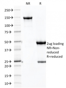 CDH16 Antibody (Biotin)