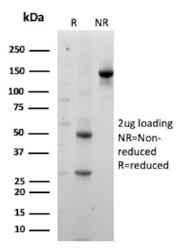 GH1 Antibody
