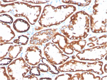 TNFRSF9 Antibody (Biotin)